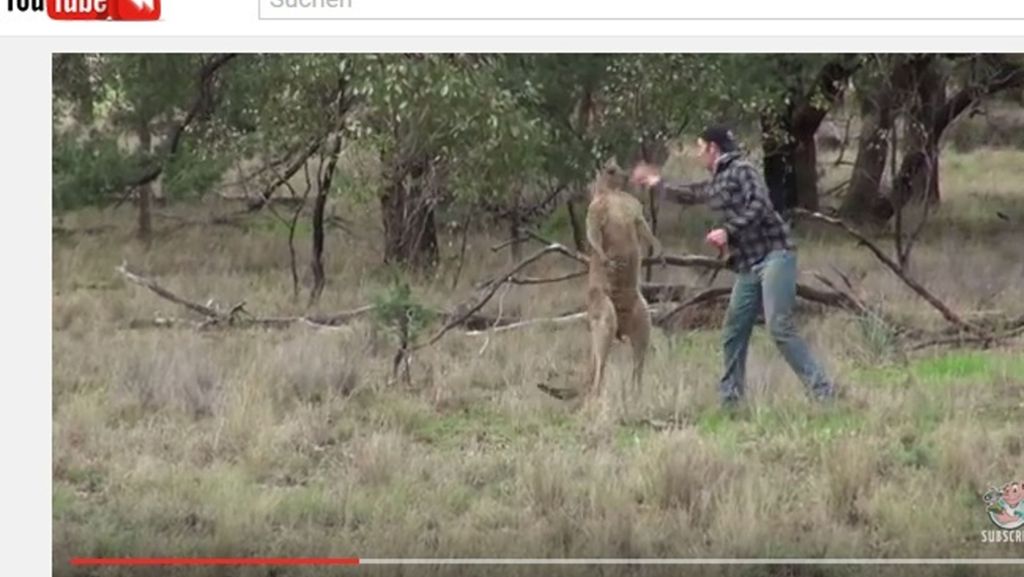 Mann boxt Känguru: Video sorgt für Diskussionen