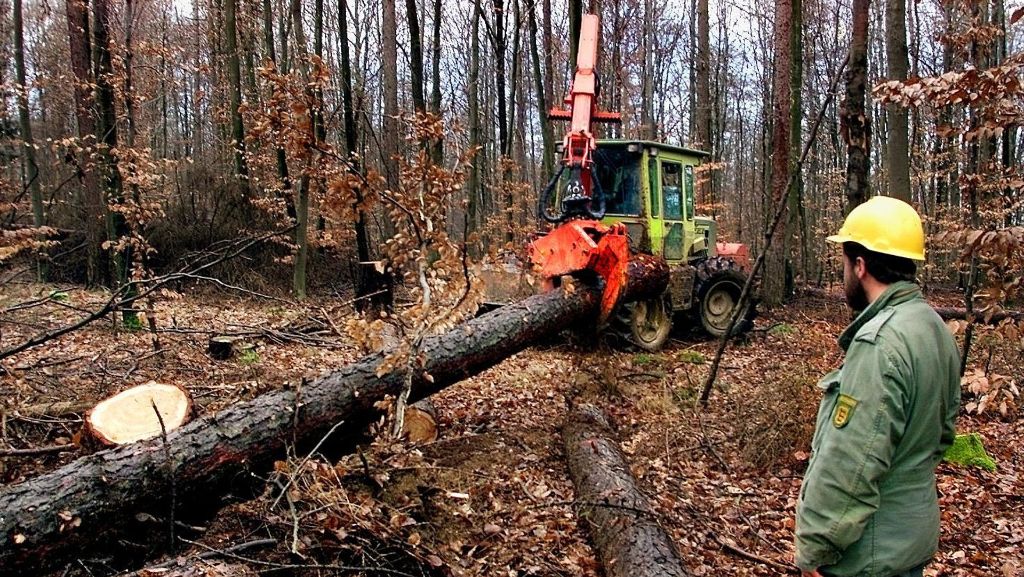 Kreis Esslingen: Gefährlicher Waldspaziergang: Wald wird  zur Sicherheitszone