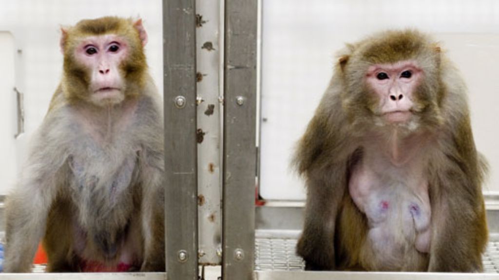 Max-Planck-Institut: Experte soll Affenversuche prüfen