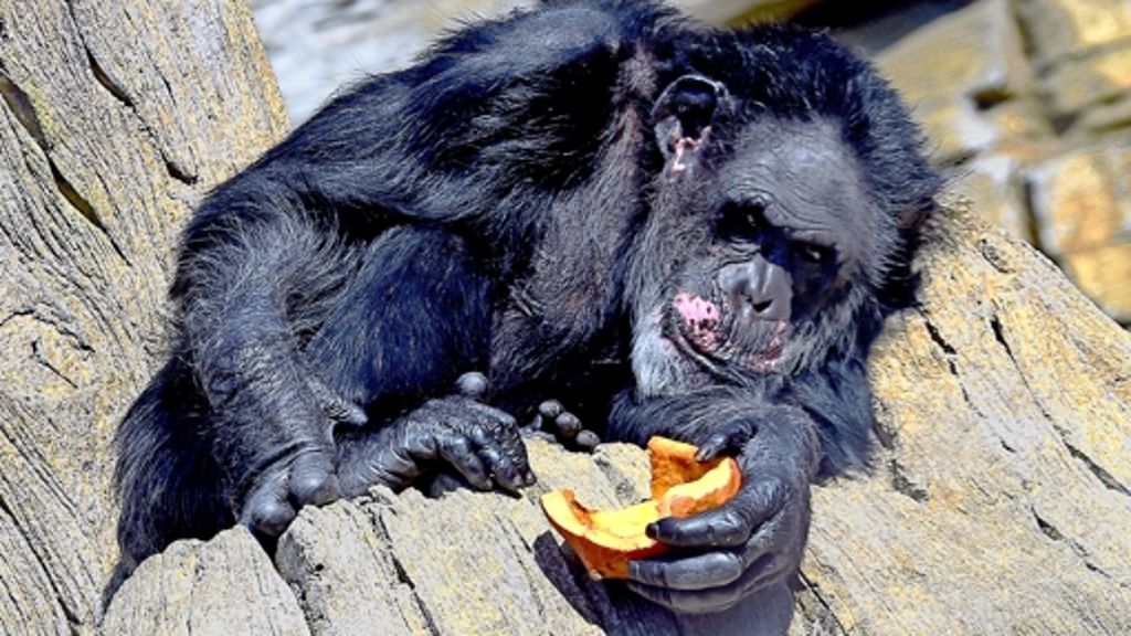 Kinderwissen: Schimpansen als Genießer