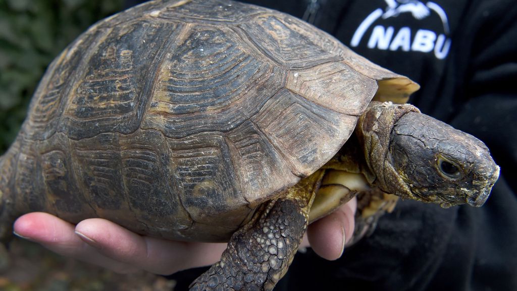 Lörrach: Schildkröte im Straßenverkehr unterwegs