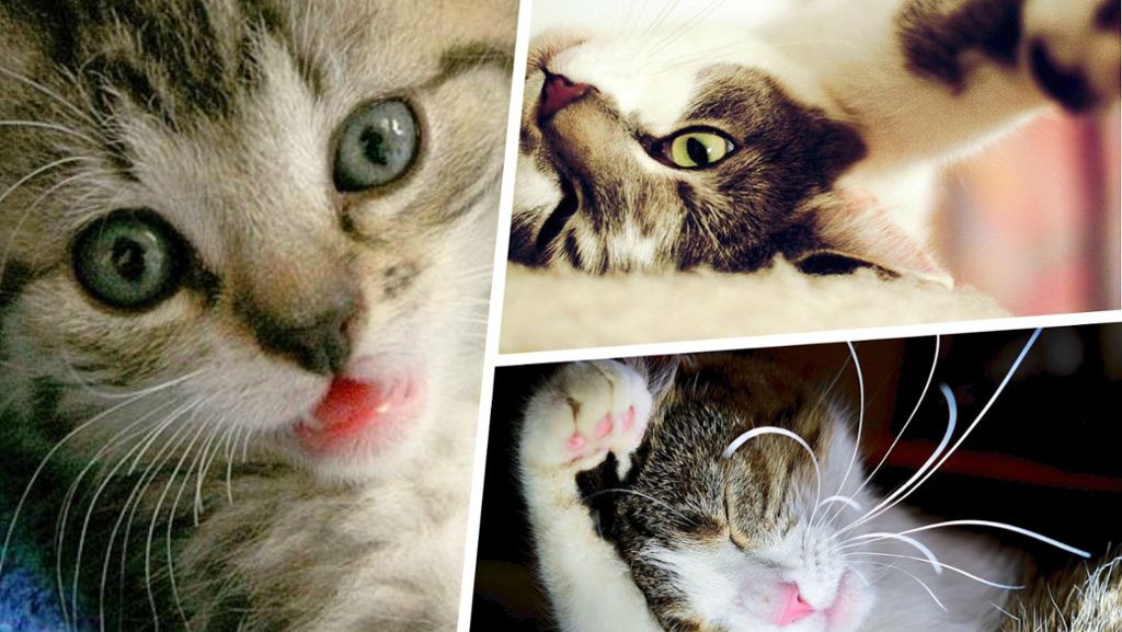Kolumne: Zehn Dinge, die Katzen so richtig hassen