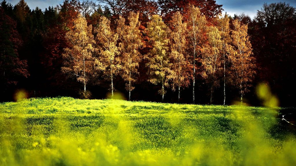Herbst im Rems-Murr-Kreis: Darum freuen wir uns auf die goldene Jahreszeit