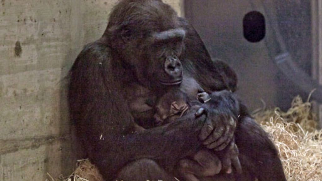 Gorilla-Baby in der Wilhelma: Schnappschuss beweist: Es ist ein Junge!