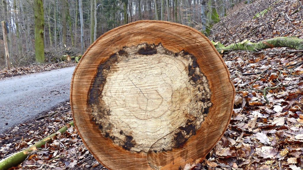 Fellbacher Wald: Trockenheit verändert die Arbeit im Forst