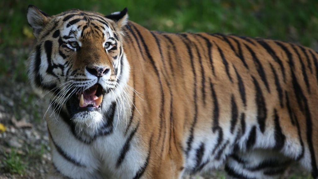 Indien: Jagd auf menschenfressenden Tiger