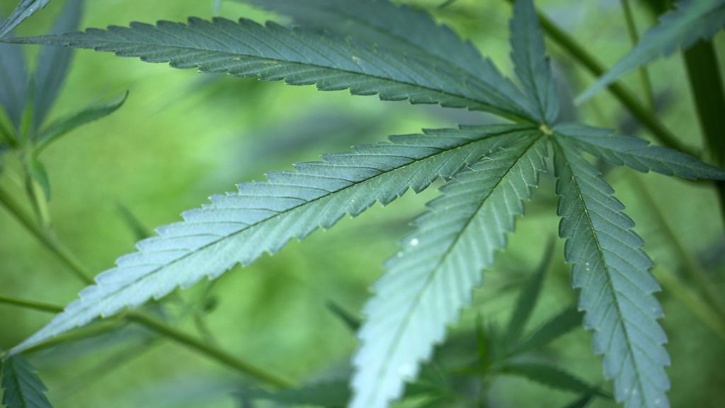 Drogenhändler aufgeflogen: Polizisten beschlagnahmen mehr als 5000 Cannabispflanzen