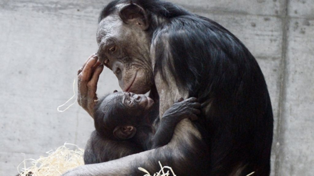 Buchrezension: Die Moral der Bonobos