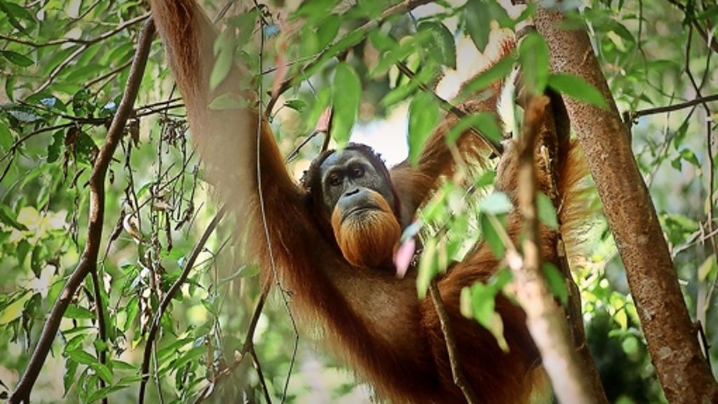 Menschenaffen: Es gibt mehr Orang-Utans als bisher gedacht