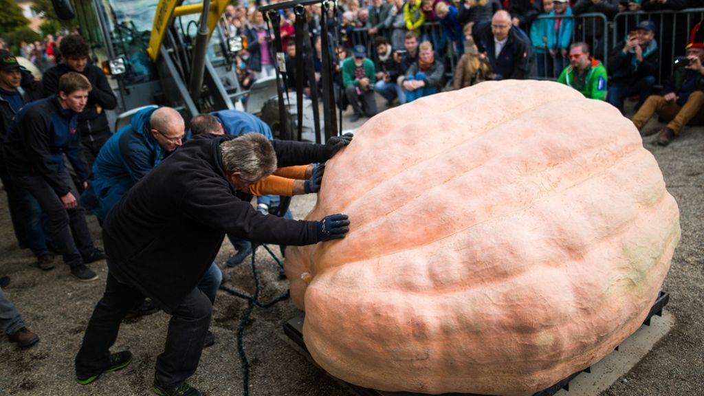 Ludwigsburg: Weltrekord-Kürbis bekommt Gesicht zu Halloween
