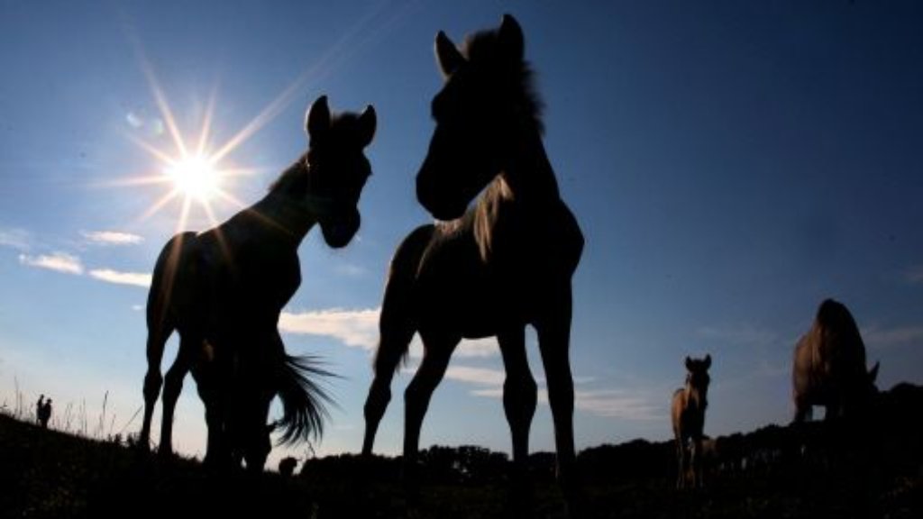Pferdefleisch-Skandal: Verdächtige Lasagne auch im Südwesten