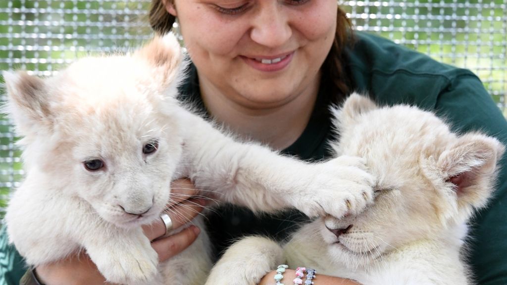 Zoo Magdeburg: Weiße Löwenbabys für Besucher zu sehen