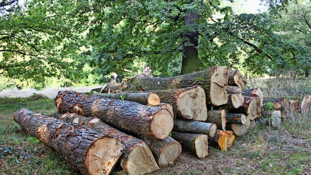 Eichenhain in Riedenberg: Bürger empört wegen Baumfällungen