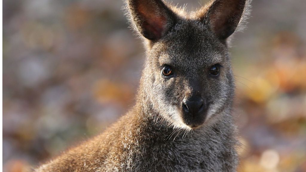 Aus Tierpark Bretten ausgebüxt: Ein Känguru fehlt noch