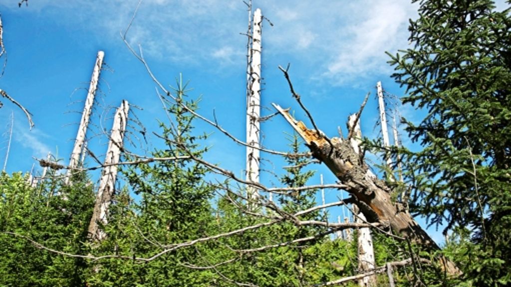 Forstwirtschaft: Der Borkenkäfer wird rehabilitiert