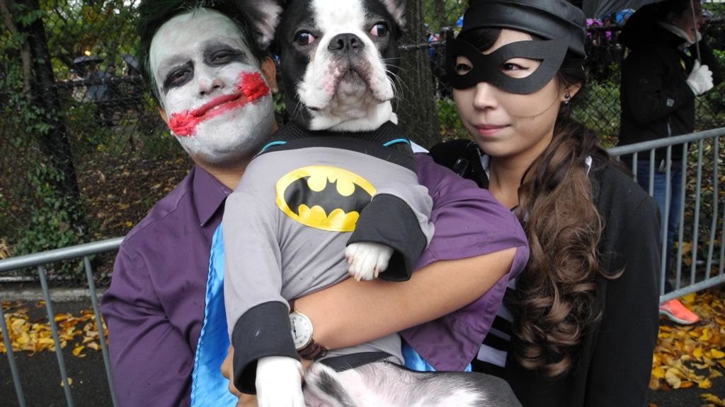 Hunde feiern Halloween: Batman und der Papst auf vier Beinen