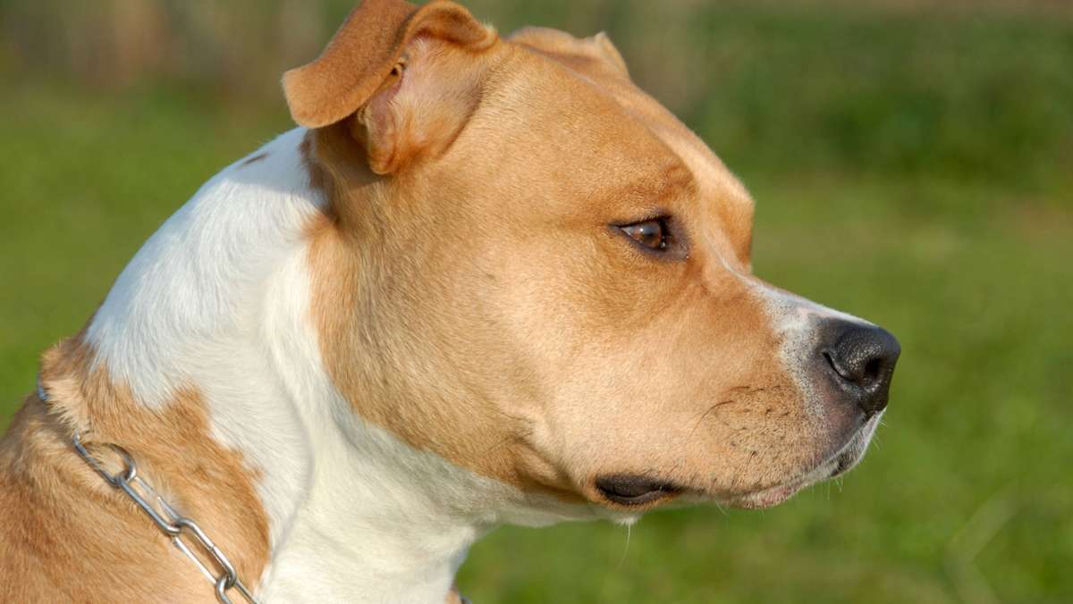 Tier im Kreis Biberach bestialisch getötet: Hund in Donau ertränkt – Polizei sucht Zeugen
