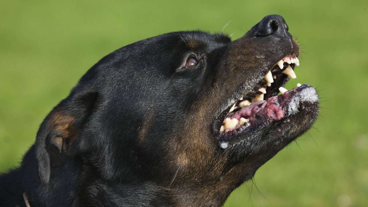 Beißattacke in Schallstadt: Gegen Hundebesitzer lief schon 2023 ein Verfahren