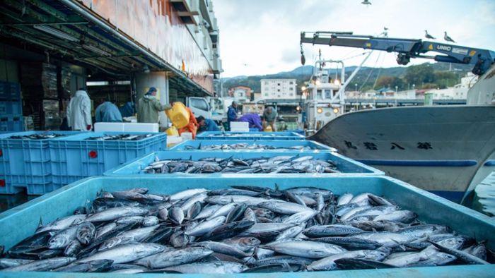 Fischerei vor Ostafrika: Chinas geheimer Fischzug