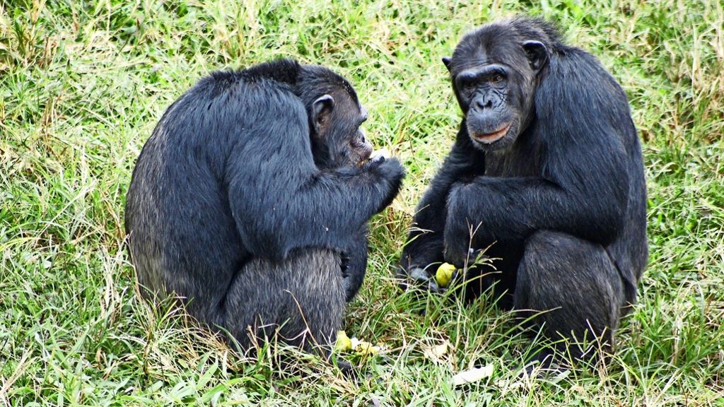Tierische Beziehungen: Wenn Schimpansen dicke Kumpel werden