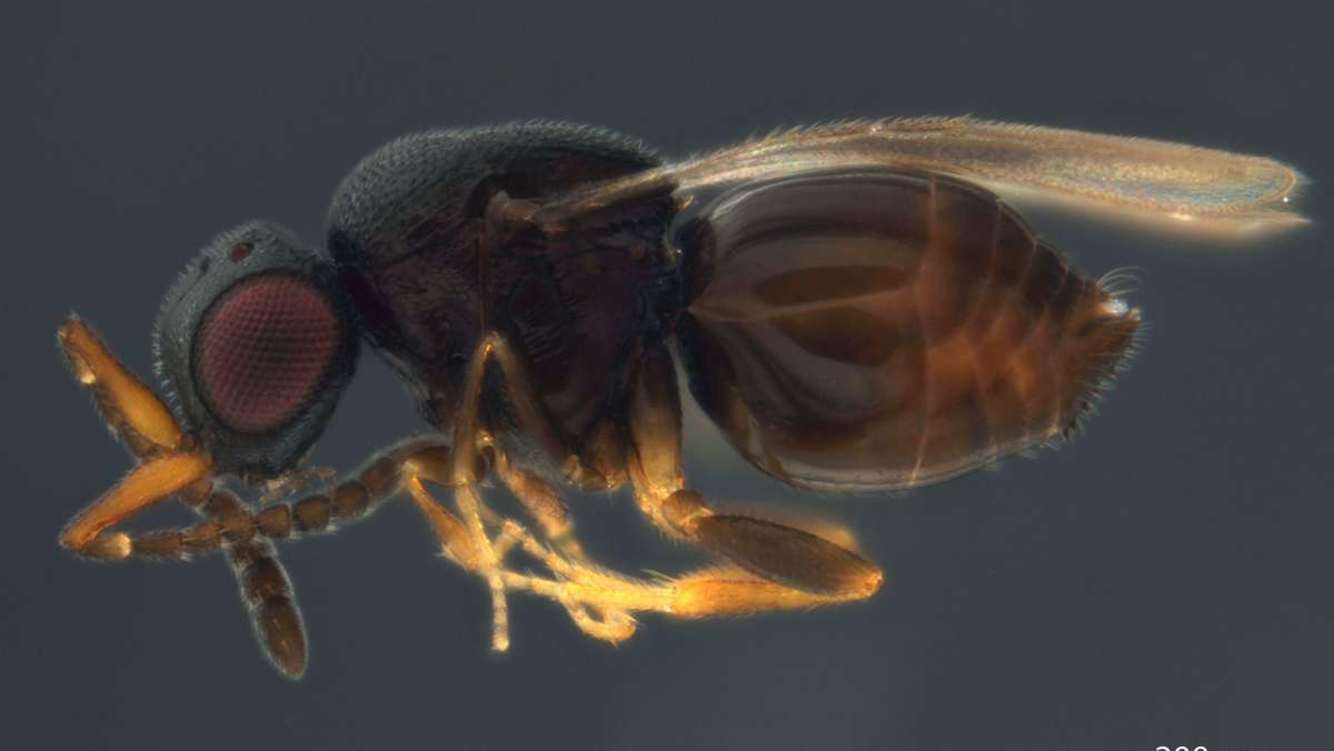 Promis als tierische Namenspaten: Eine Wespe namens „Aphanogmus kretschmanni“