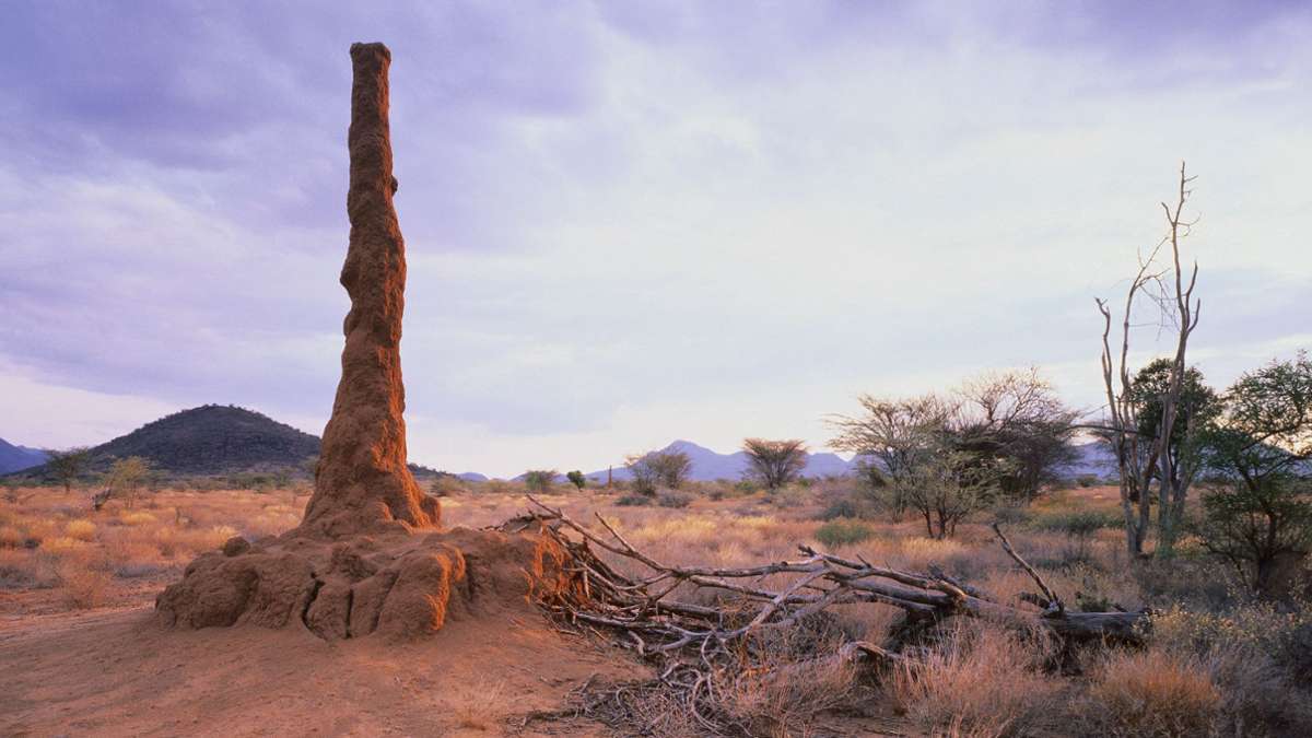 Perfekte Klimaanlagen: Das Geheimnis der Termiten-Bauten