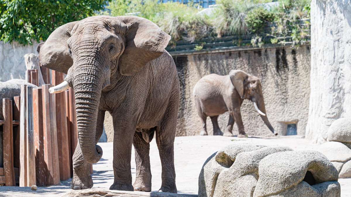 Zoo Basel: Elefanten-Star Tusker wegen Tuberkulose eingeschläfert