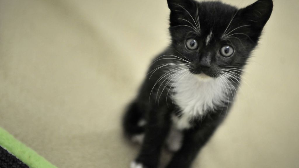 Aichtal im Kreis Esslingen: Tierquäler foltern Katze fast zu Tode