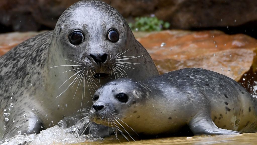 Seehund-Nachwuchs: Zwei Kulleraugen mehr für den Berliner Zoo
