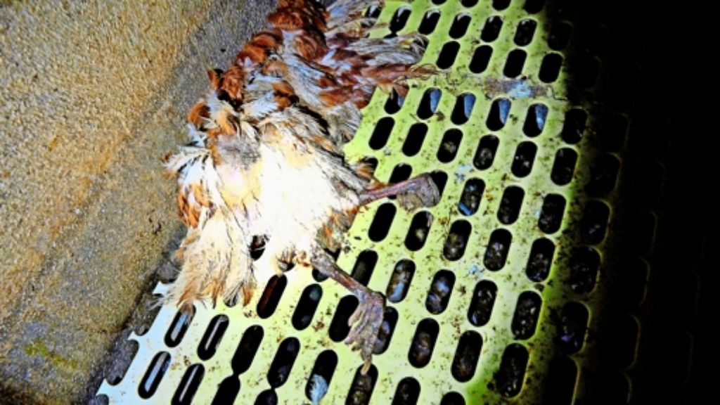 Nach der Peta-Aktion in Gerlingen: Hühnerhaltung: Streit  geht weiter