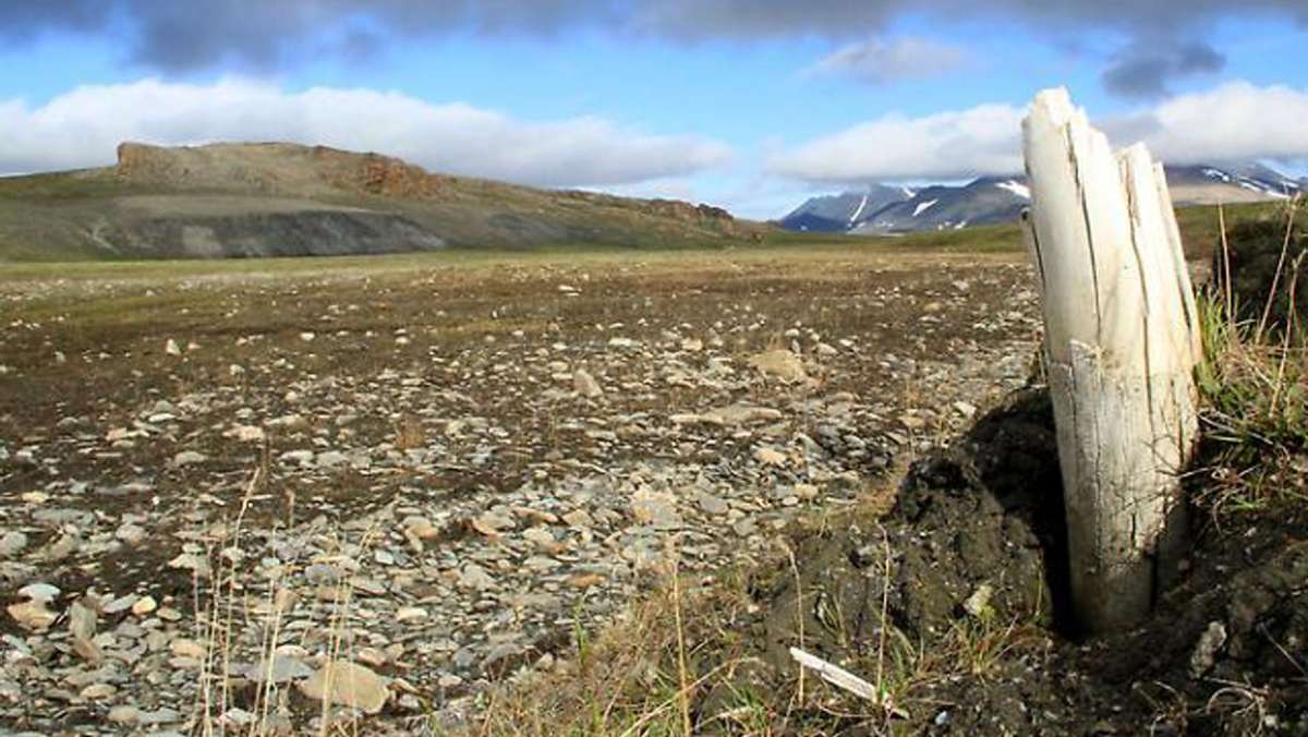 Sensationsfund in Sibirien: Millionen Jahre alte Mammut-DNA entdeckt