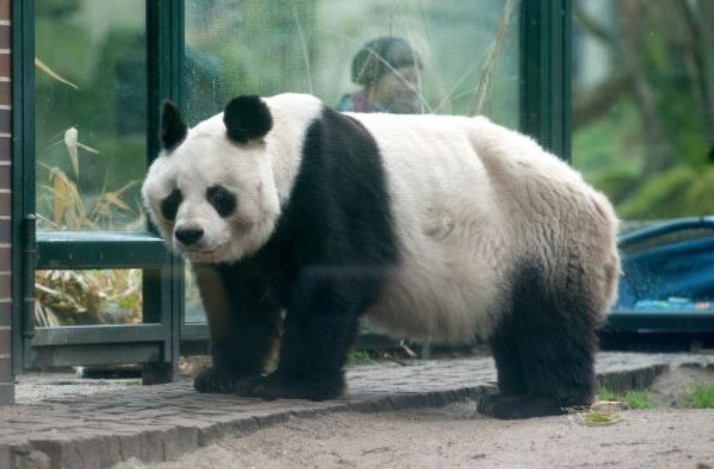 Eine andere Zoo-Attraktion ist Pandaherr Bao Bao. 2012 stirbt der Publikumsmagnet mit 34 Jahren in Berlin. Dort lebte er seit 1980. Er galt als der älteste männliche Zoo-Panda der Welt.