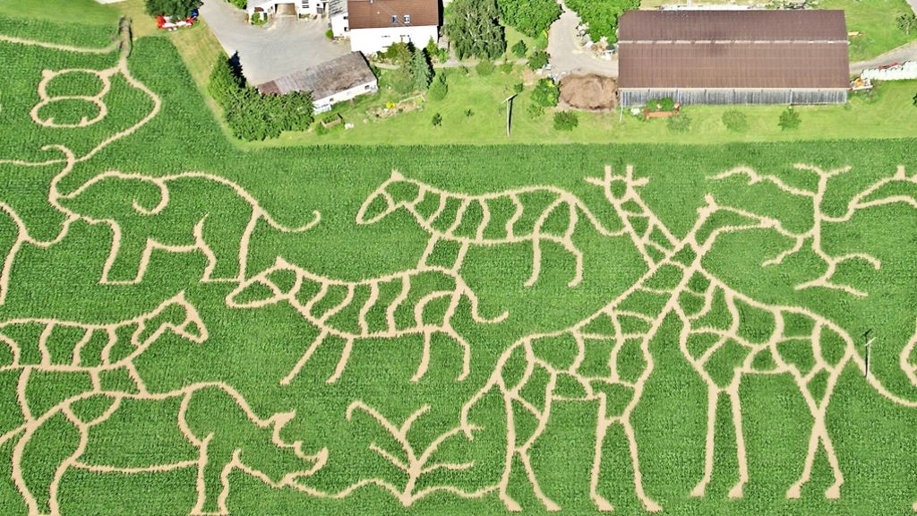 Maislabyrinth in Ditzingen: Irrungen und Wirrungen durch den Mais