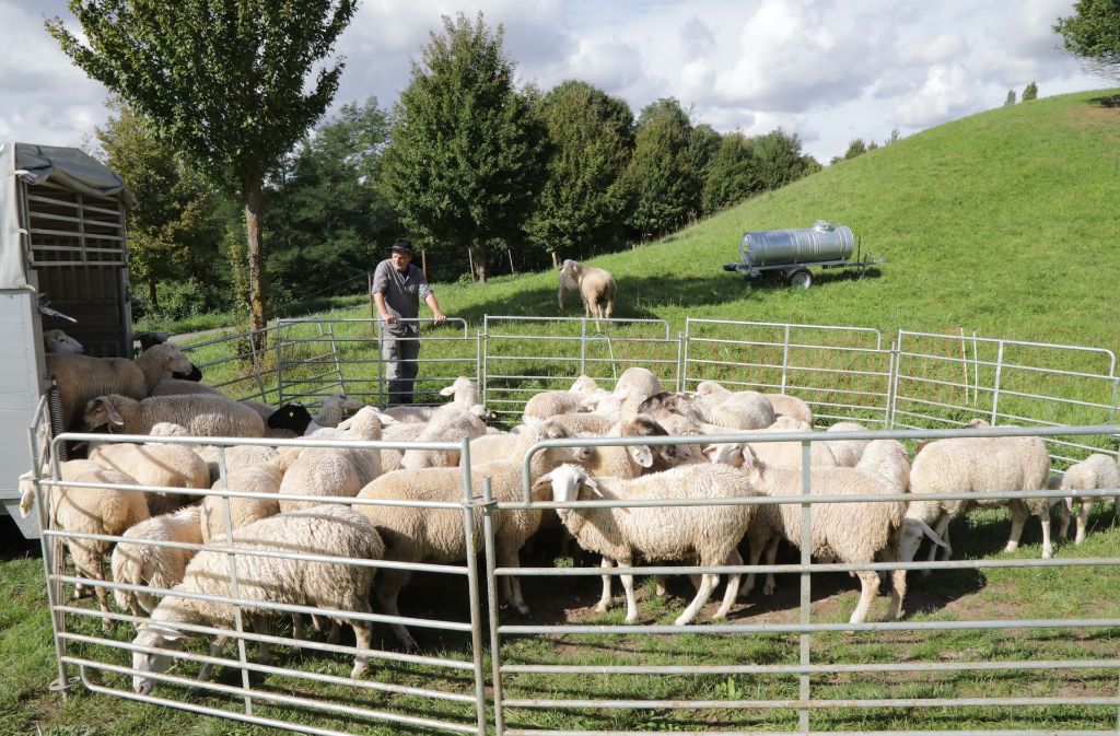 Schafe und Ziegen grasen im Naherholungsgebiet.