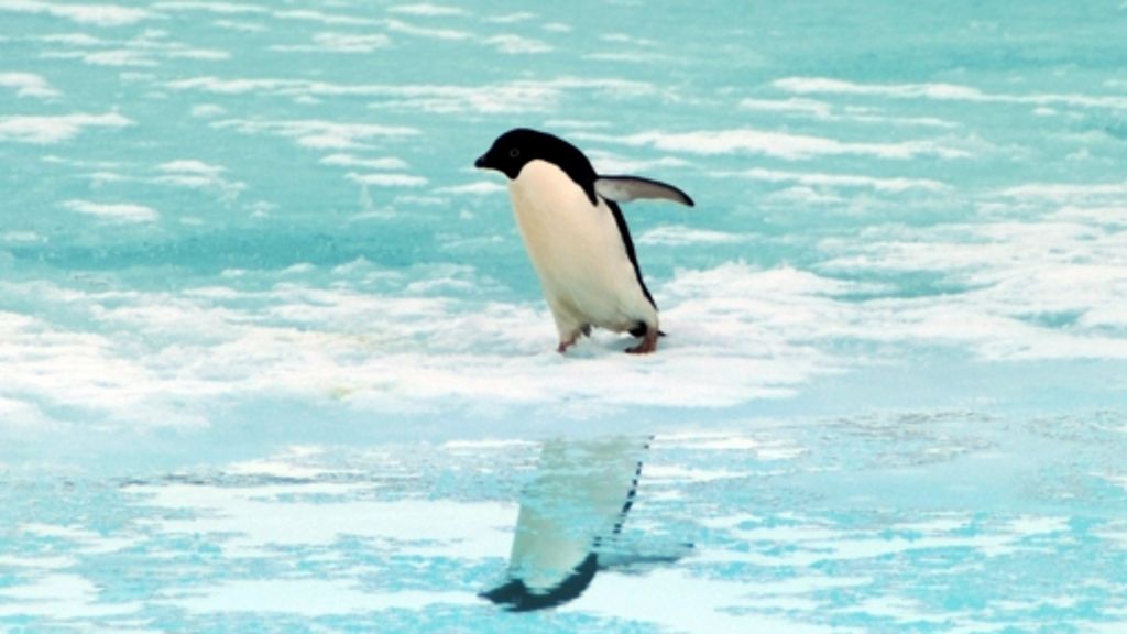 Pinguine: Zwei Kleinkrebse pro Sekunde