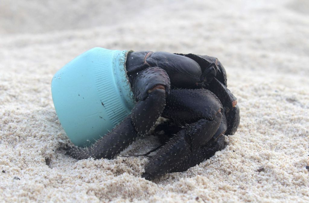 Eine Krabbe hat sich in eine Plastikverschlusskappe zurückgezogen.