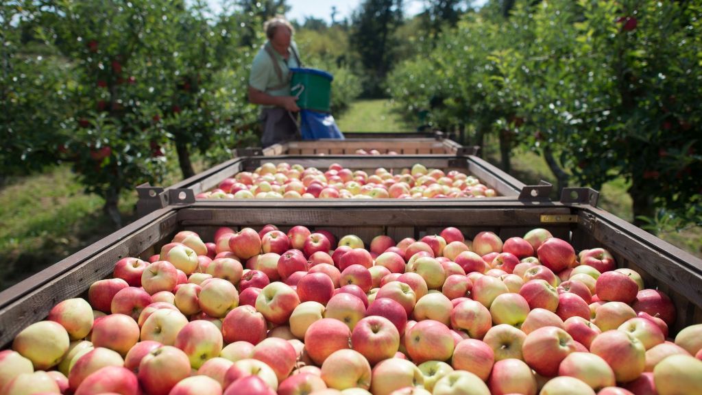 Weniger Obstbauern, größere Anbauflächen: Äpfel dominieren die Beliebtheitsskala