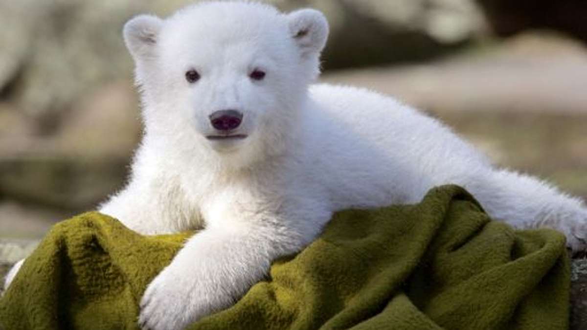 Todesursache: Knut litt unter Hirnerkrankung