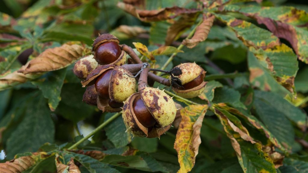 Baden-Württemberg: Kastanien im Land leiden unter Miniermottenbefall