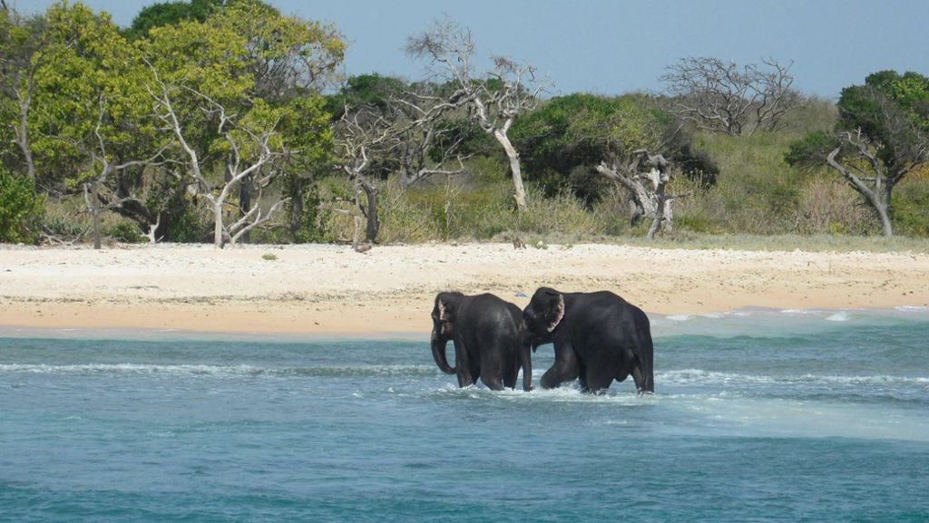 Sri Lanka: Marine rettet zwei Elefanten vor dem Ertrinken