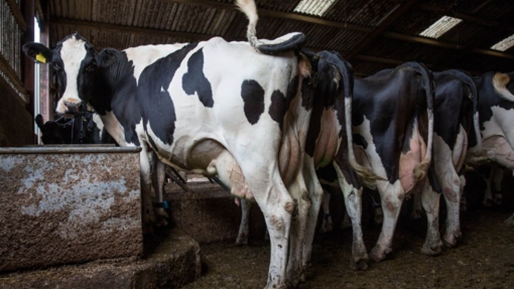 Bauern erleichtert: Milch zum Billigpreis: Lidl lenkt ein