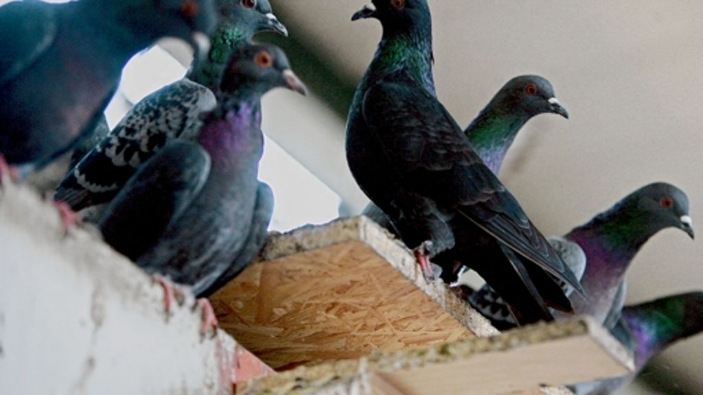 Bezirksbeirat: Mehr Einsatz für weniger Tauben