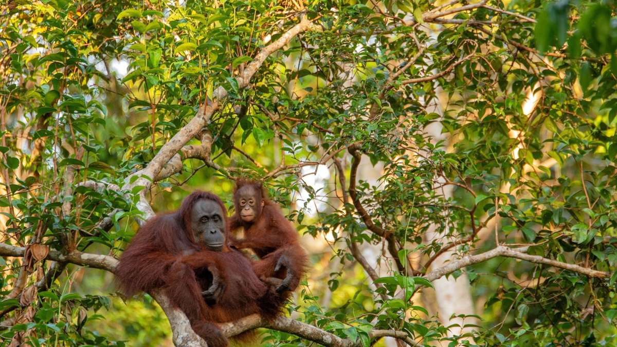 Übermorgen – die Nachhaltigkeits-Kolumne: Warum Palmöl die Orang-Utans bedroht