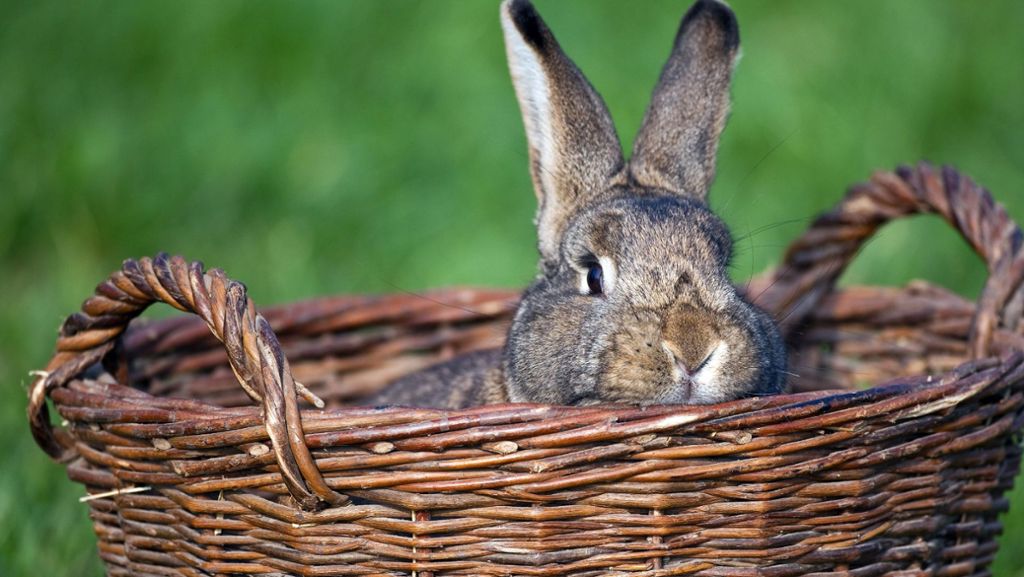 Stuttgart-Mitte: Unbekannter köpft Kaninchen