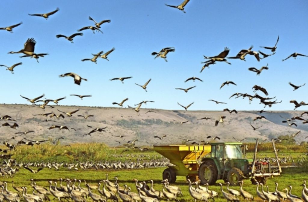 Zehntausende Kraniche überwintern im israelischen Hula-Tal und müssen gefüttert werden, damit sie die Felder in der Umgebung nicht plündern. In einer Galerie zeigen wir weitere Bilder aus dem Tal im Norden Israels.