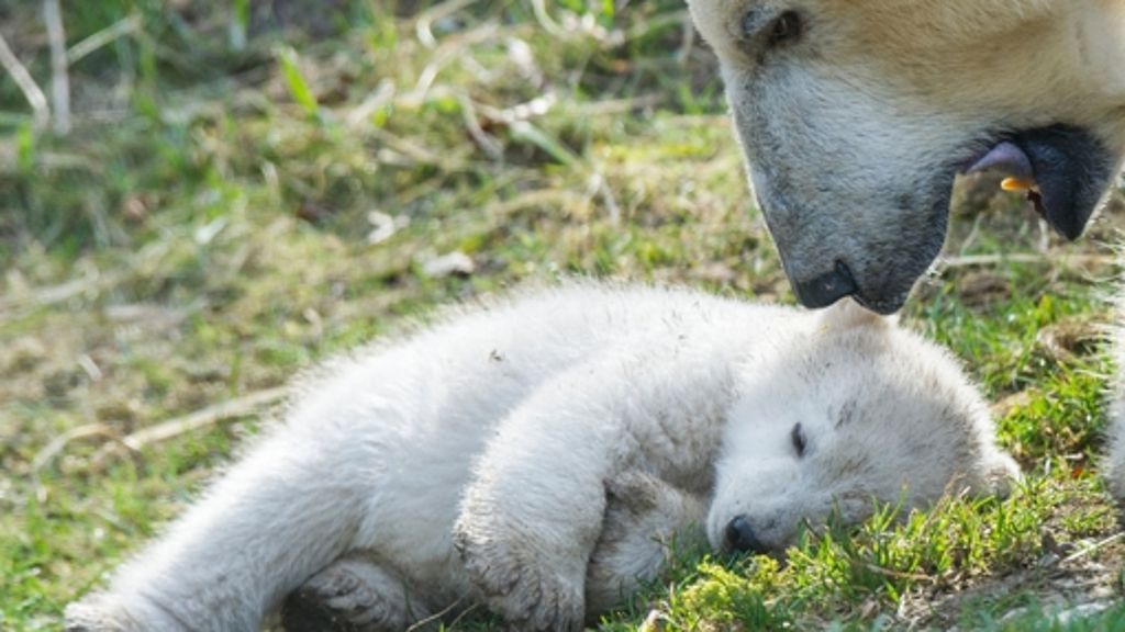 Tierpark Hellabrunn: Eisbärenbabys locken 10 500 Besucher
