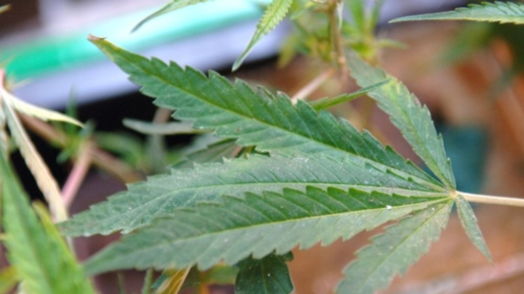 Für chronisch Kranke: Gericht erlaubt Cannabis-Anbau