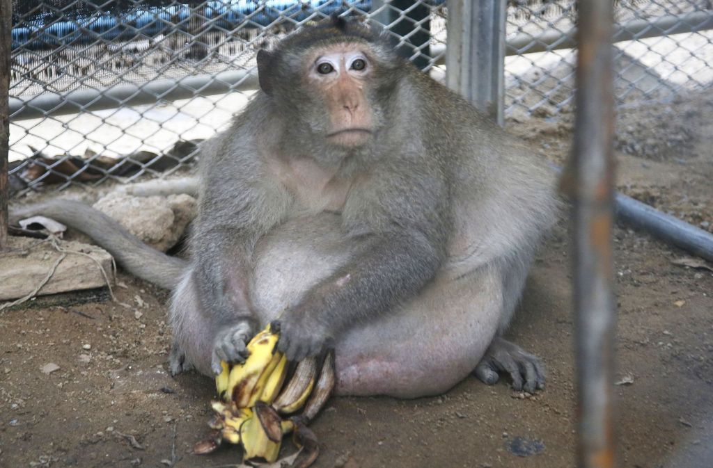 Statt Fast Food und Cola gibt es für diesen Affen in Thailand nur noch Diätkost. In unserer Bildergalerie zeigen wir weitere Fotos des Affen. Klicken Sie sich durhc.
