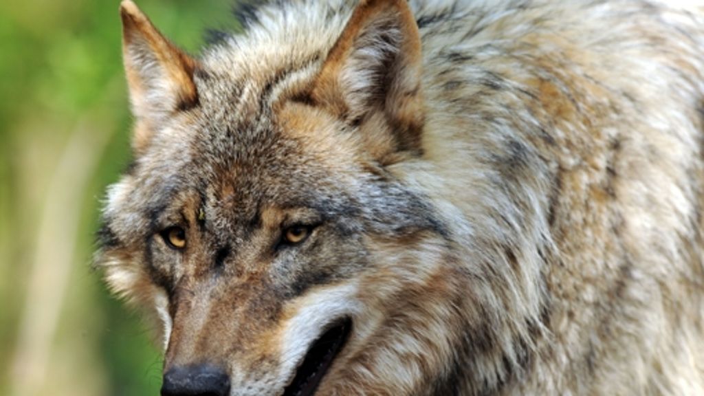 Wölfe in Sachsen: Unter Beschuss
