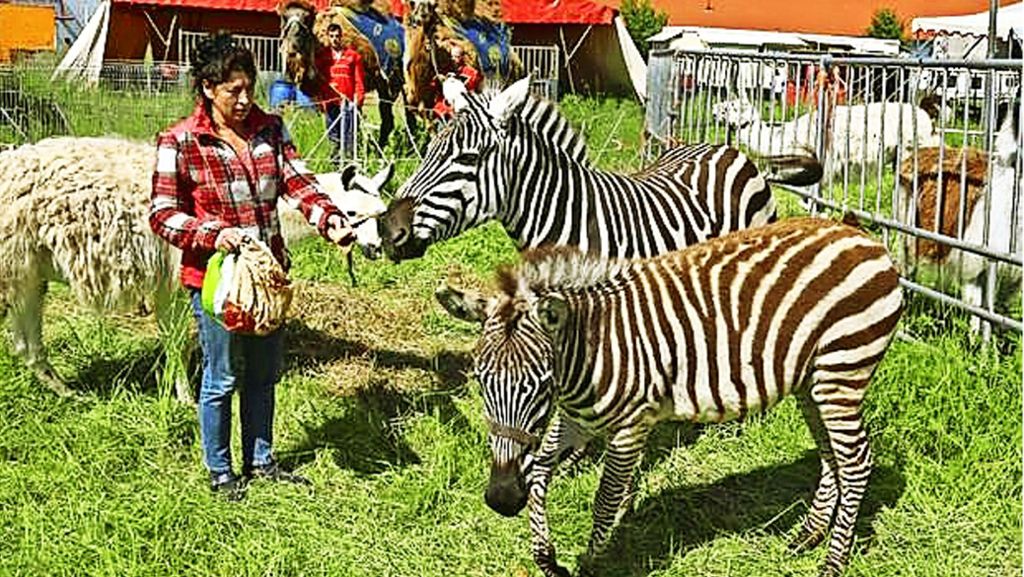 Tierischer Polizeieinsatz: Zirkus verfolgt ausgebüxte Zebras